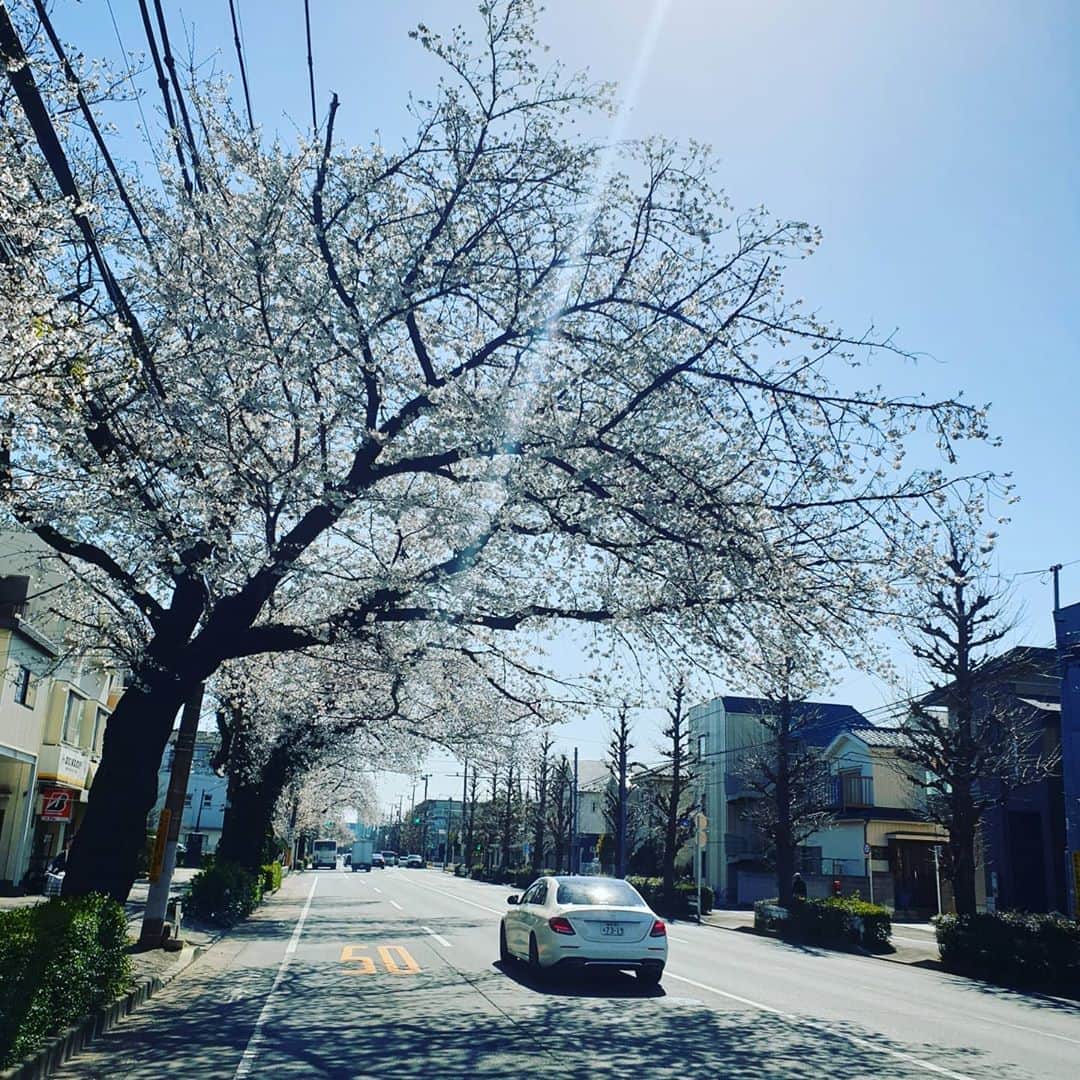 高萩洋次郎のインスタグラム：「みんなで桜もみたいし、試合もみたい。  試合できるまでパワーためとこう。  皆さん体調に気をつけて！  #春 #桜🌸」