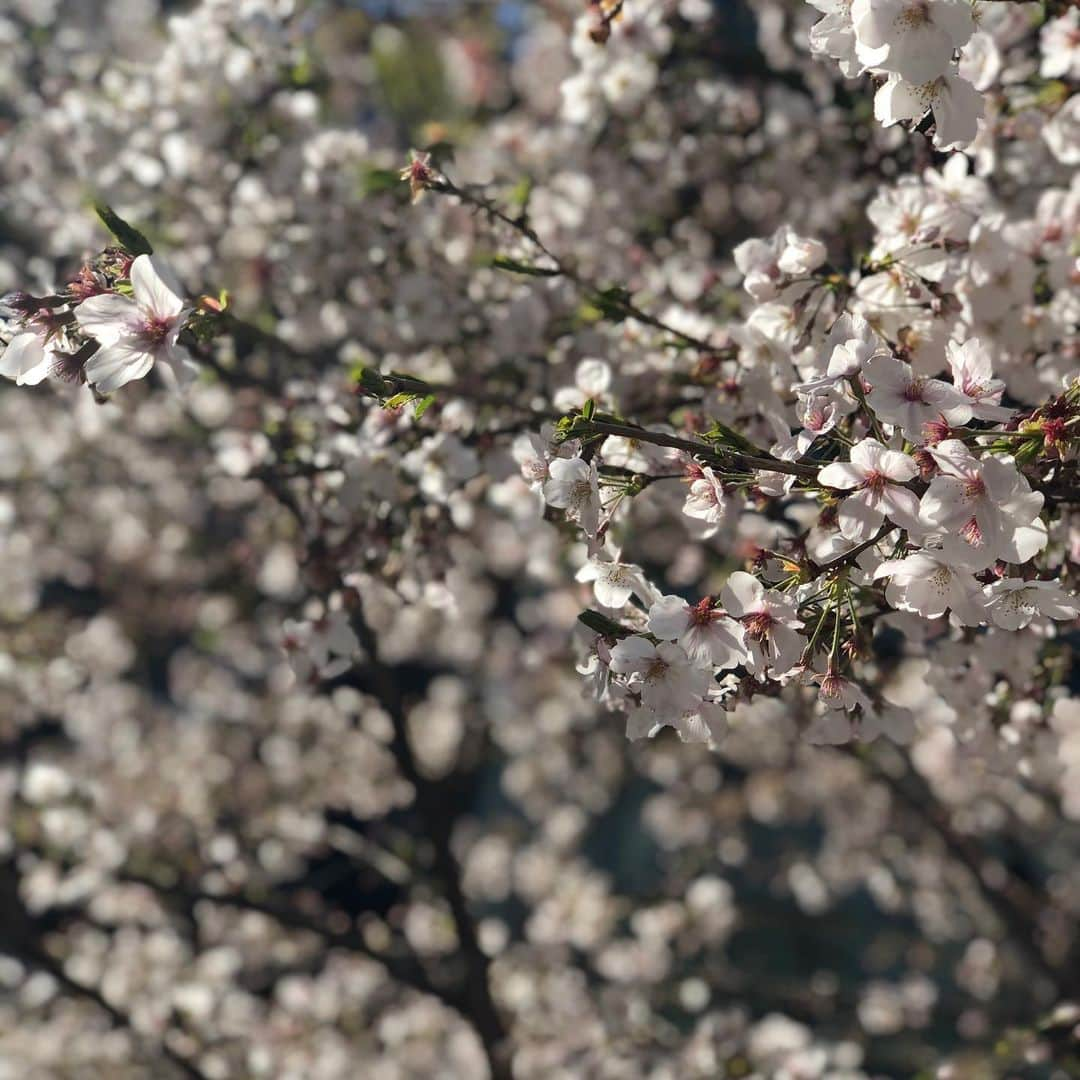 落合隼亮さんのインスタグラム写真 - (落合隼亮Instagram)「Sell the kids for food... #inbloom #fuckcoronavirus #spring #tokyo #shibuya #cherryblossom」3月25日 14時34分 - ottieshun