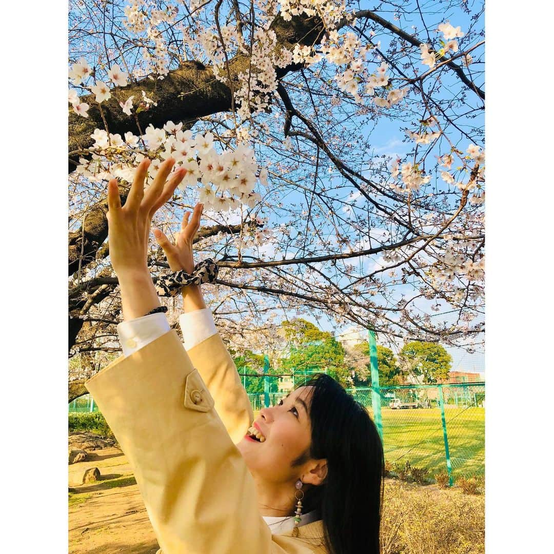 花柳まり草さんのインスタグラム写真 - (花柳まり草Instagram)「2020.3 うっひゃひゃひゃひゃひゃー🌸  桜大好きです。  ついつい、仕事の合間や用事のついでに寄り道をしてしまいます。  いつもフラフラしているわけではないのですが、ついつい桜に引き寄せられてしまいます。  心から楽しめるような時節ではないのはよく分かっているのですが、かえらぬ春を愛でたくなる気持ちは抑えようがなく。  仕事がたくさんキャンセルになりましたが、それでも前を向き、歩みを止めるわけにも行きません。  久しぶりに「悔しい」と涙することもありました。 こんなこと、いつぶりだろう。  なくなってみて、改めて、沢山の《アタリマエ》のありがたさに気づかされる日々です。  #桜 大好き #sakura #🌸 #日本舞踊家 #日本舞踊  #舞台 #芸術 #習い事 #踊り  #着物 #kimono #宝塚 #宝塚歌劇団 #宝塚og #花柳まり草 #me  #art #art_of_japan #dance #japanesedance #japanesedancer #kimono #fashion #takarazuka #love #marikusahanayagi」3月25日 14時38分 - marikusa.hanayagi