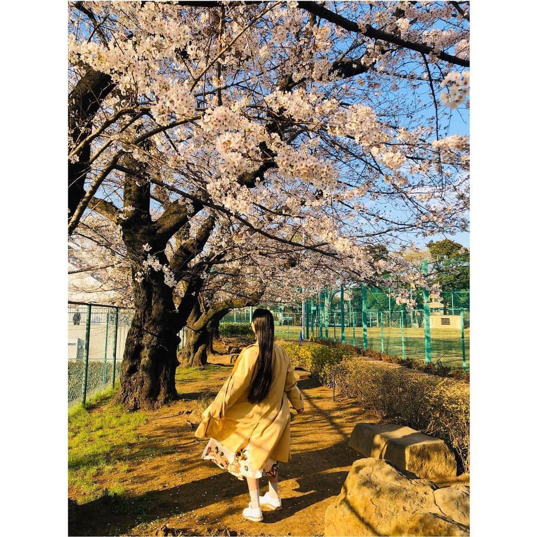 花柳まり草さんのインスタグラム写真 - (花柳まり草Instagram)「2020.3 うっひゃひゃひゃひゃひゃー🌸  桜大好きです。  ついつい、仕事の合間や用事のついでに寄り道をしてしまいます。  いつもフラフラしているわけではないのですが、ついつい桜に引き寄せられてしまいます。  心から楽しめるような時節ではないのはよく分かっているのですが、かえらぬ春を愛でたくなる気持ちは抑えようがなく。  仕事がたくさんキャンセルになりましたが、それでも前を向き、歩みを止めるわけにも行きません。  久しぶりに「悔しい」と涙することもありました。 こんなこと、いつぶりだろう。  なくなってみて、改めて、沢山の《アタリマエ》のありがたさに気づかされる日々です。  #桜 大好き #sakura #🌸 #日本舞踊家 #日本舞踊  #舞台 #芸術 #習い事 #踊り  #着物 #kimono #宝塚 #宝塚歌劇団 #宝塚og #花柳まり草 #me  #art #art_of_japan #dance #japanesedance #japanesedancer #kimono #fashion #takarazuka #love #marikusahanayagi」3月25日 14時38分 - marikusa.hanayagi