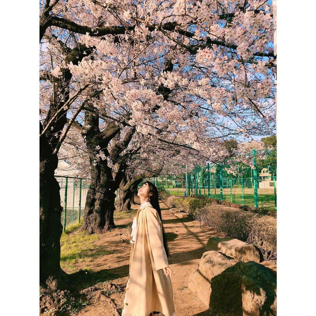 花柳まり草さんのインスタグラム写真 - (花柳まり草Instagram)「2020.3 うっひゃひゃひゃひゃひゃー🌸  桜大好きです。  ついつい、仕事の合間や用事のついでに寄り道をしてしまいます。  いつもフラフラしているわけではないのですが、ついつい桜に引き寄せられてしまいます。  心から楽しめるような時節ではないのはよく分かっているのですが、かえらぬ春を愛でたくなる気持ちは抑えようがなく。  仕事がたくさんキャンセルになりましたが、それでも前を向き、歩みを止めるわけにも行きません。  久しぶりに「悔しい」と涙することもありました。 こんなこと、いつぶりだろう。  なくなってみて、改めて、沢山の《アタリマエ》のありがたさに気づかされる日々です。  #桜 大好き #sakura #🌸 #日本舞踊家 #日本舞踊  #舞台 #芸術 #習い事 #踊り  #着物 #kimono #宝塚 #宝塚歌劇団 #宝塚og #花柳まり草 #me  #art #art_of_japan #dance #japanesedance #japanesedancer #kimono #fashion #takarazuka #love #marikusahanayagi」3月25日 14時38分 - marikusa.hanayagi