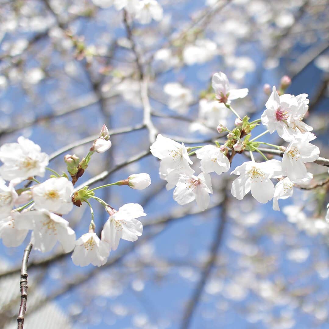 SHISEIDO THE GINZAさんのインスタグラム写真 - (SHISEIDO THE GINZAInstagram)「【銀座だより・数寄屋橋公園の桜】  銀座の街はいつもより人通り少なめですが、桜の木にはいつも通りの春がやってきました。 写真は、数寄屋橋公園の桜。  #桜 #cherryblossom #春 #spring #銀座 #ginzatokyo #数寄屋橋公園」3月25日 14時49分 - shiseidothestore