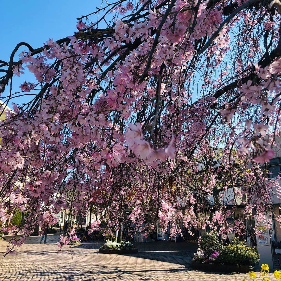 原日出子さんのインスタグラム写真 - (原日出子Instagram)3月25日 14時44分 - hara_hideko