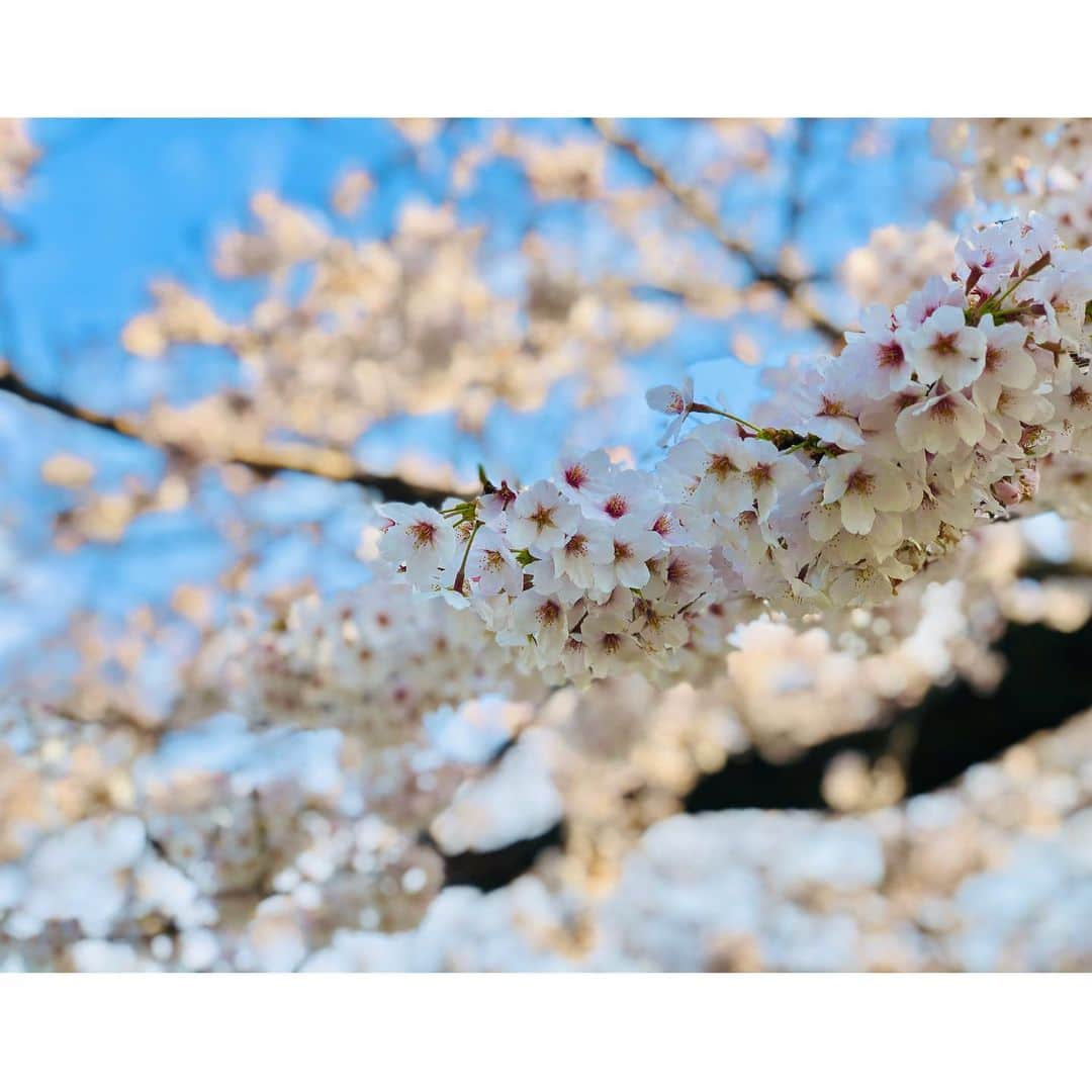 花柳まり草さんのインスタグラム写真 - (花柳まり草Instagram)「2020.3 夕映の中で  #桜 大好き #sakura #🌸 #日本舞踊家 #日本舞踊  #舞台 #芸術 #習い事 #踊り  #着物 #kimono #宝塚 #宝塚歌劇団 #宝塚og #花柳まり草  #art #art_of_japan #dance #japanesedance #japanesedancer #kimono #fashion #takarazuka #love #marikusahanayagi」3月25日 14時48分 - marikusa.hanayagi