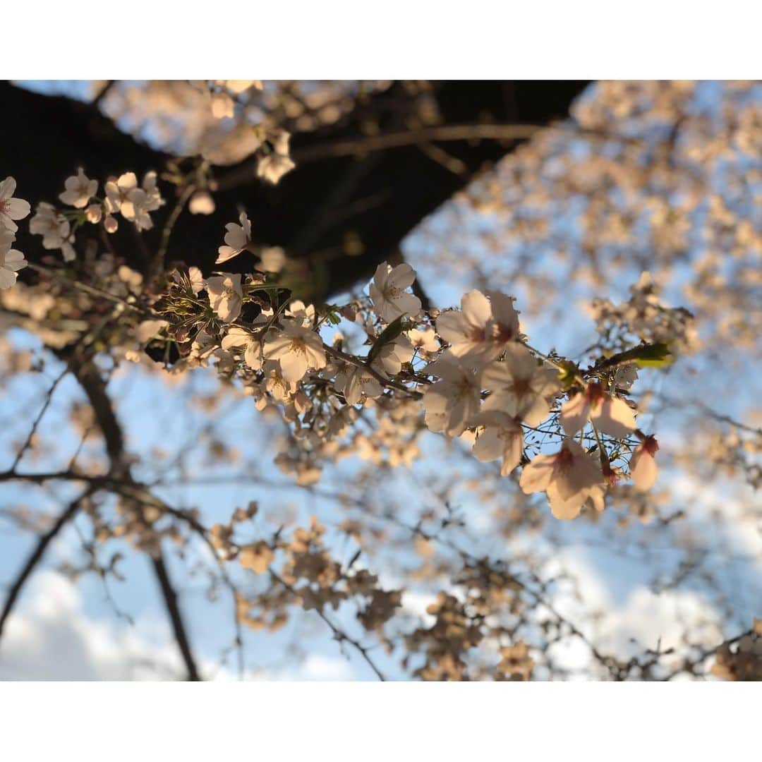 花柳まり草さんのインスタグラム写真 - (花柳まり草Instagram)「2020.3 夕映の中で  #桜 大好き #sakura #🌸 #日本舞踊家 #日本舞踊  #舞台 #芸術 #習い事 #踊り  #着物 #kimono #宝塚 #宝塚歌劇団 #宝塚og #花柳まり草  #art #art_of_japan #dance #japanesedance #japanesedancer #kimono #fashion #takarazuka #love #marikusahanayagi」3月25日 14時48分 - marikusa.hanayagi