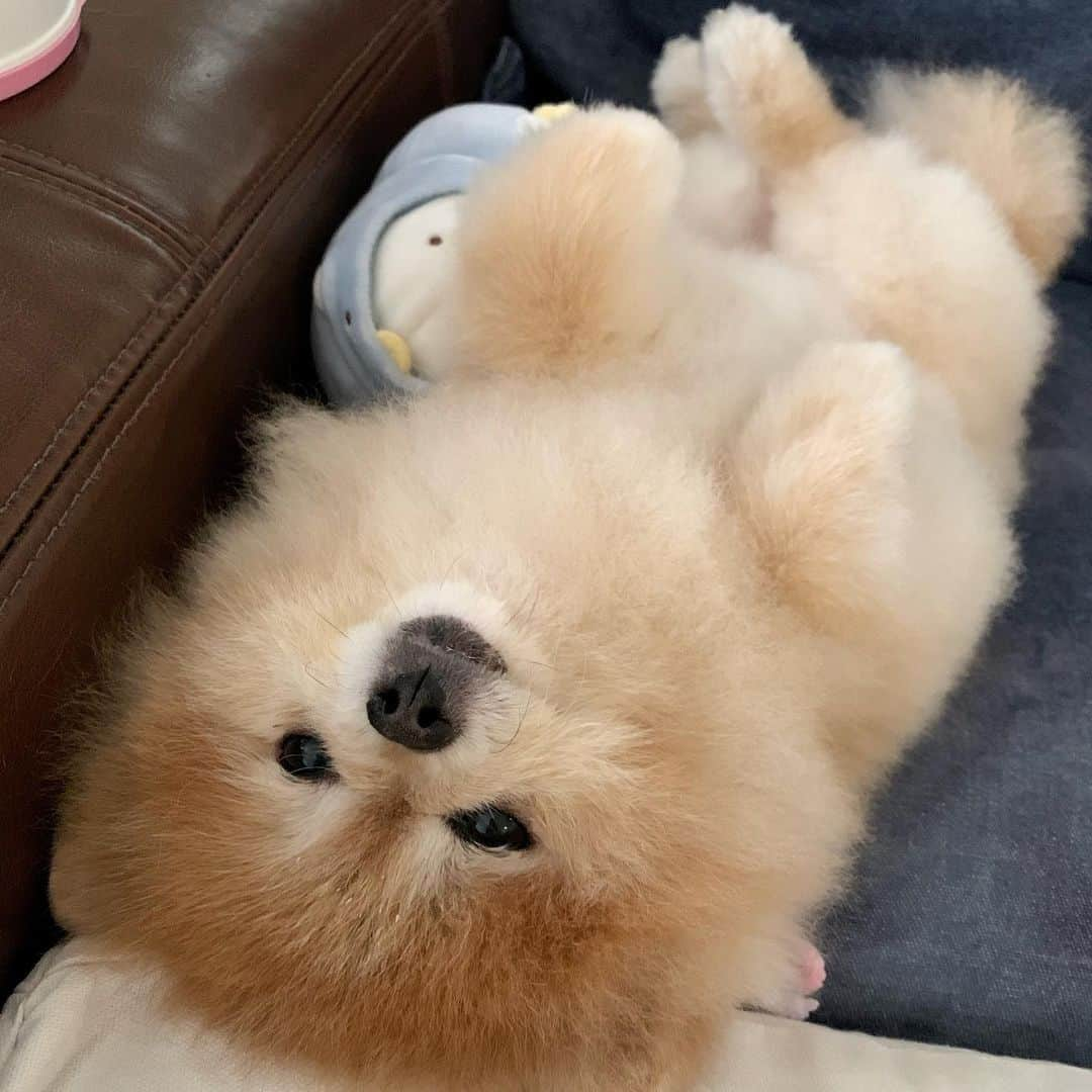 Ella Chuffyさんのインスタグラム写真 - (Ella ChuffyInstagram)「#quarentineday3 🗓 #Napping hard . . . . . . . . . . #ellachuffy #pet #petstagram #pomeranianpage #pomeraniansofinstagram #teacuppoms #cutedogs #pomeranian_lovers #pomeranianlife #pomeranianworld #teddybeardog #pomeranian #puppylove #aplacetolovedogs #dogoftheday #justpomeranians #fluffypack #dogoftheday #anmlsposts #thedailypompom #picoftheday #iflmdog #犬 #狗」3月25日 14時48分 - missdiad