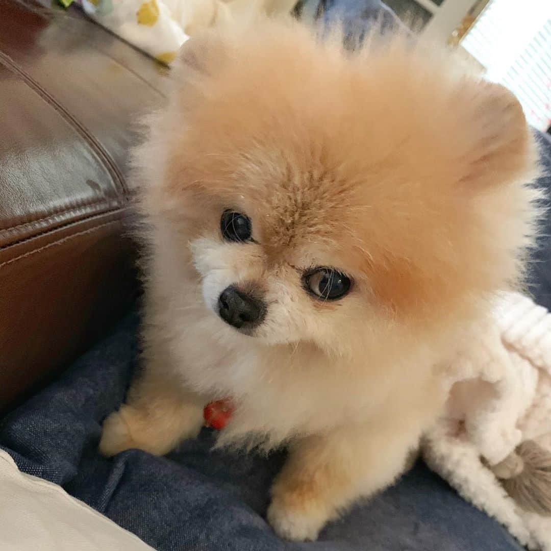 Ella Chuffyのインスタグラム：「#quarentineday3 🗓 #Napping hard . . . . . . . . . . #ellachuffy #pet #petstagram #pomeranianpage #pomeraniansofinstagram #teacuppoms #cutedogs #pomeranian_lovers #pomeranianlife #pomeranianworld #teddybeardog #pomeranian #puppylove #aplacetolovedogs #dogoftheday #justpomeranians #fluffypack #dogoftheday #anmlsposts #thedailypompom #picoftheday #iflmdog #犬 #狗」