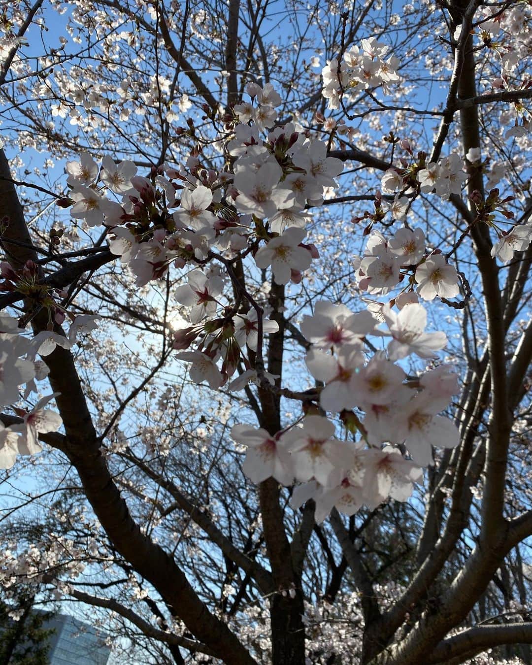 大友愛さんのインスタグラム写真 - (大友愛Instagram)「春満喫🌸」3月25日 14時58分 - ai_dayooon