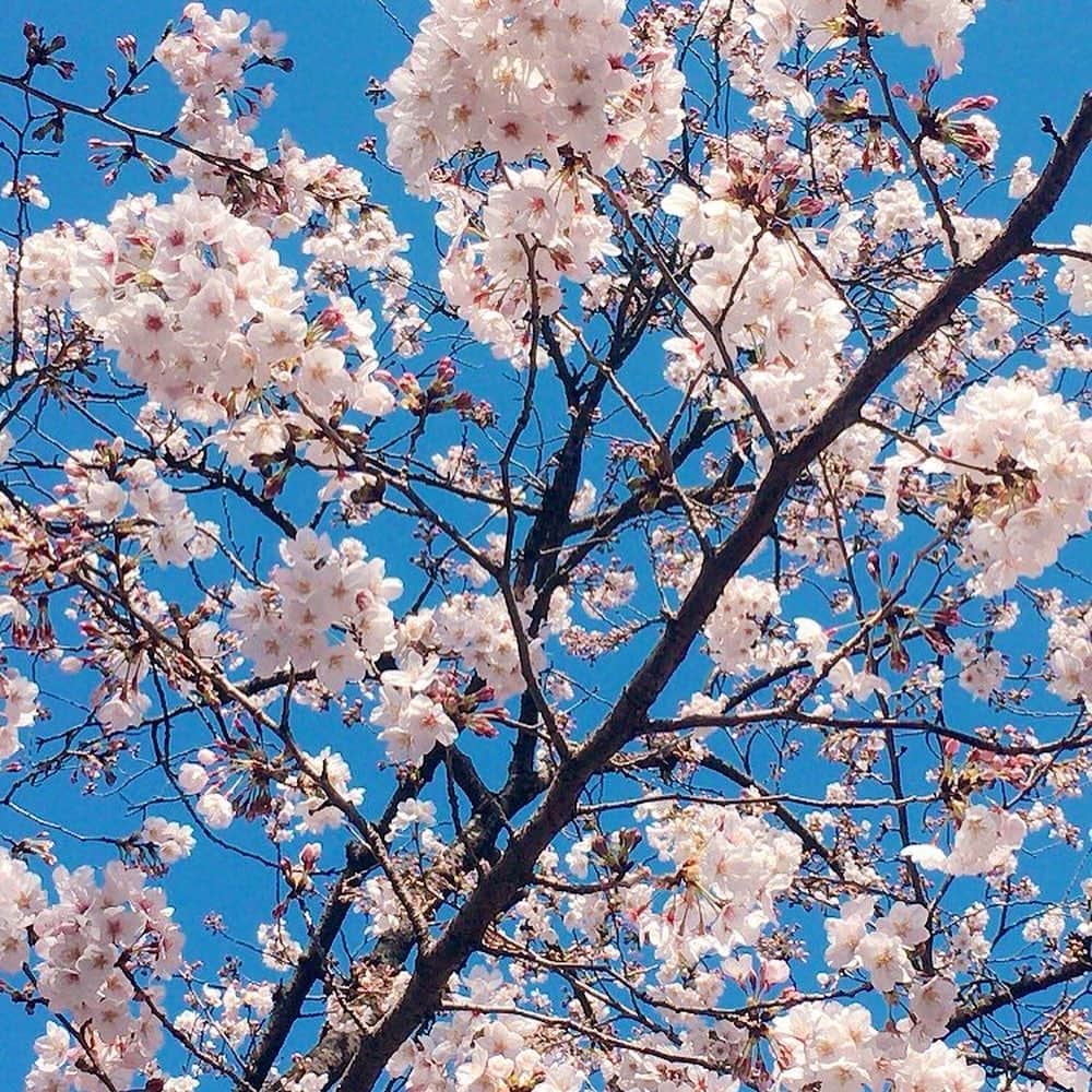 田上よしえさんのインスタグラム写真 - (田上よしえInstagram)「都会のソロ花見🌸 #桜を一人で見る会 #JAPAN」3月25日 14時52分 - tanoueyoshie