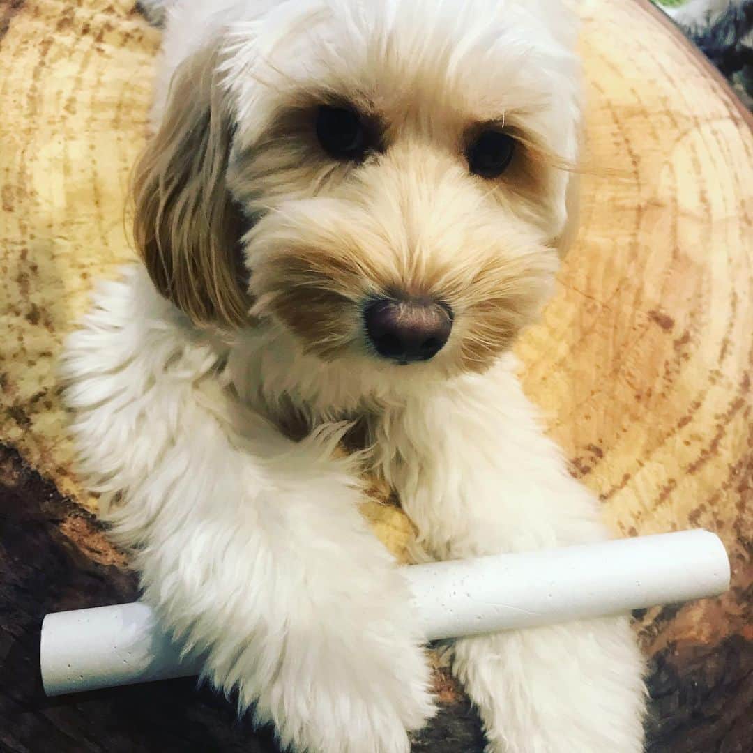 北山陽一のインスタグラム：「なにが起きて爆笑したのかは察してください。#きたやまおもち」