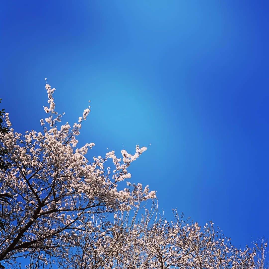 吉田美紀さんのインスタグラム写真 - (吉田美紀Instagram)「・ ・ 今年は早くに見頃を迎えた桜🌸 ・ お花見はできないけれど 見上げた空のブルーと桜の美しいこと･:*+. ・ 深呼吸をして ひとつひとつの仕事を丁寧に…♡ ・ ・ #cherryblossom #bluesky #spring #tokyo #japan #桜 #青空 #春 #東京」3月25日 15時05分 - miki__yoshida