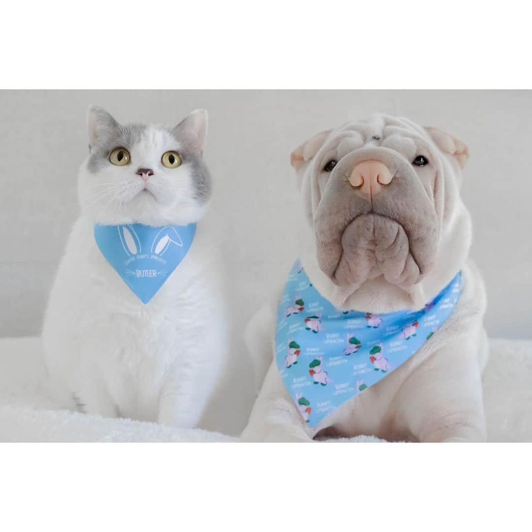 annie&pADdinGtoNさんのインスタグラム写真 - (annie&pADdinGtoNInstagram)「We hope you and your loved ones are safe 🤍 #lambylove #brothers #butler #lambington #sharpei #sharpeisofinstagram #wrinkles #pets #cat #cats #dog #dogs #dogsofinstagram #catsofinstagram #instagood #weeklyfluff」3月25日 15時11分 - anniepaddington