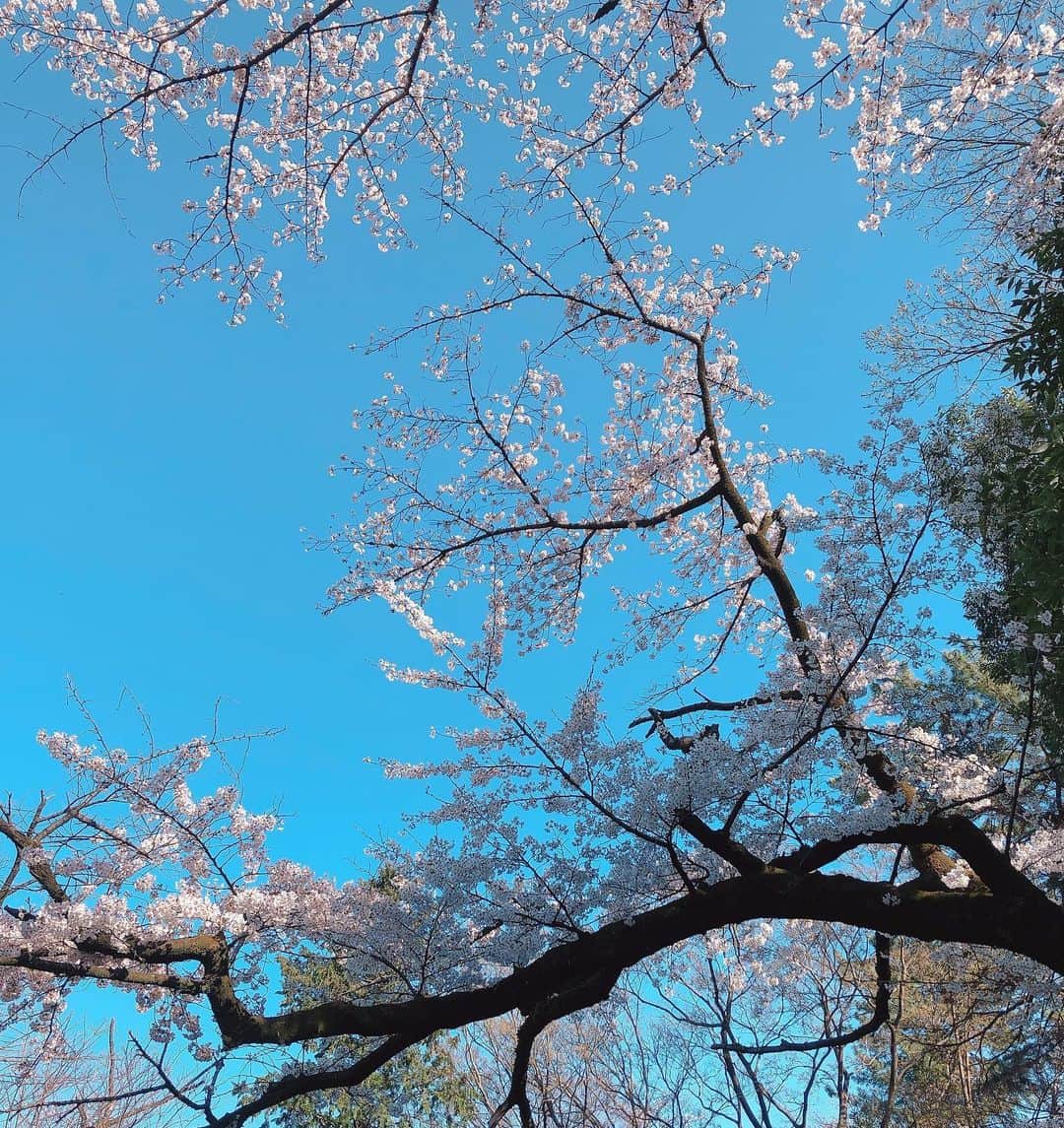 ぽこのインスタグラム：「桜好きだなぁ🌸 お花見したいけど今は我慢だ🍡」