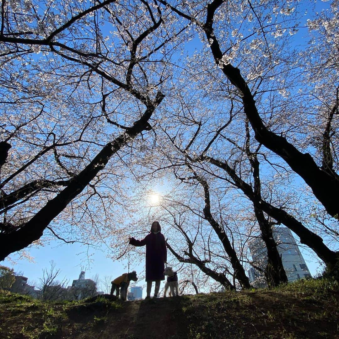 HiRAO INCさんのインスタグラム写真 - (HiRAO INCInstagram)「. 朝の散歩 この時期は、私もわんこ達も嬉しい💕  #mutsulannsora」3月25日 15時21分 - kayokohirao