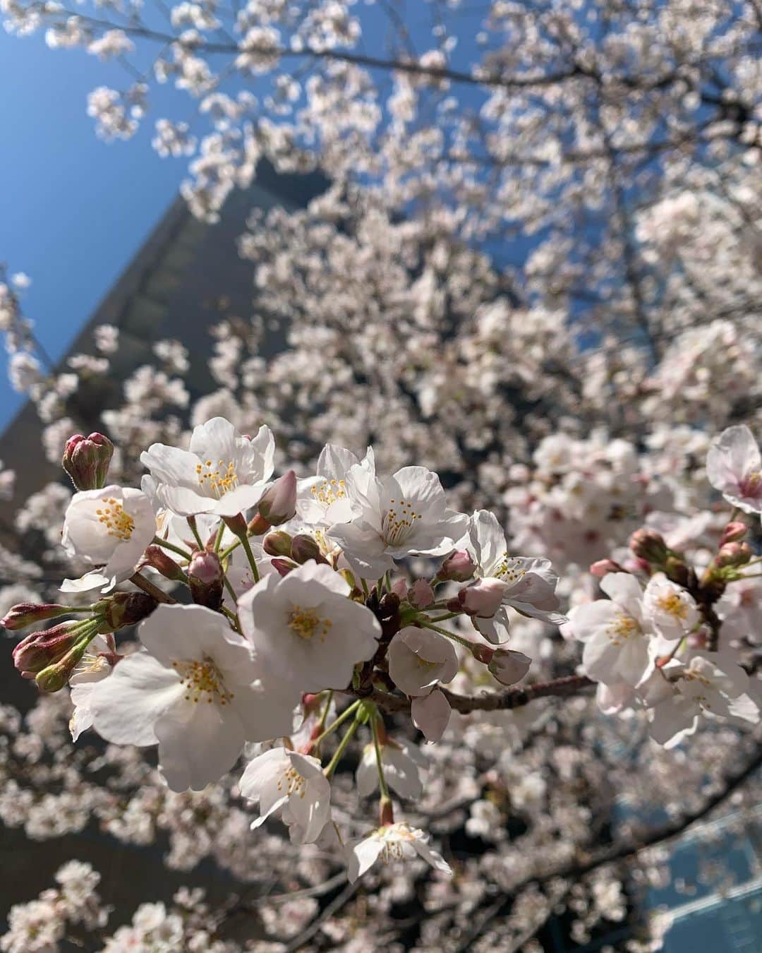 秋山ゆずきさんのインスタグラム写真 - (秋山ゆずきInstagram)「. . ぽかぽか🌸 ちょっと寒いけど 桜咲いてるから嬉しくなりますね！ . . #さくら #JAPAN #Japanese #SAKURA」3月25日 15時35分 - yuzukiakiyama