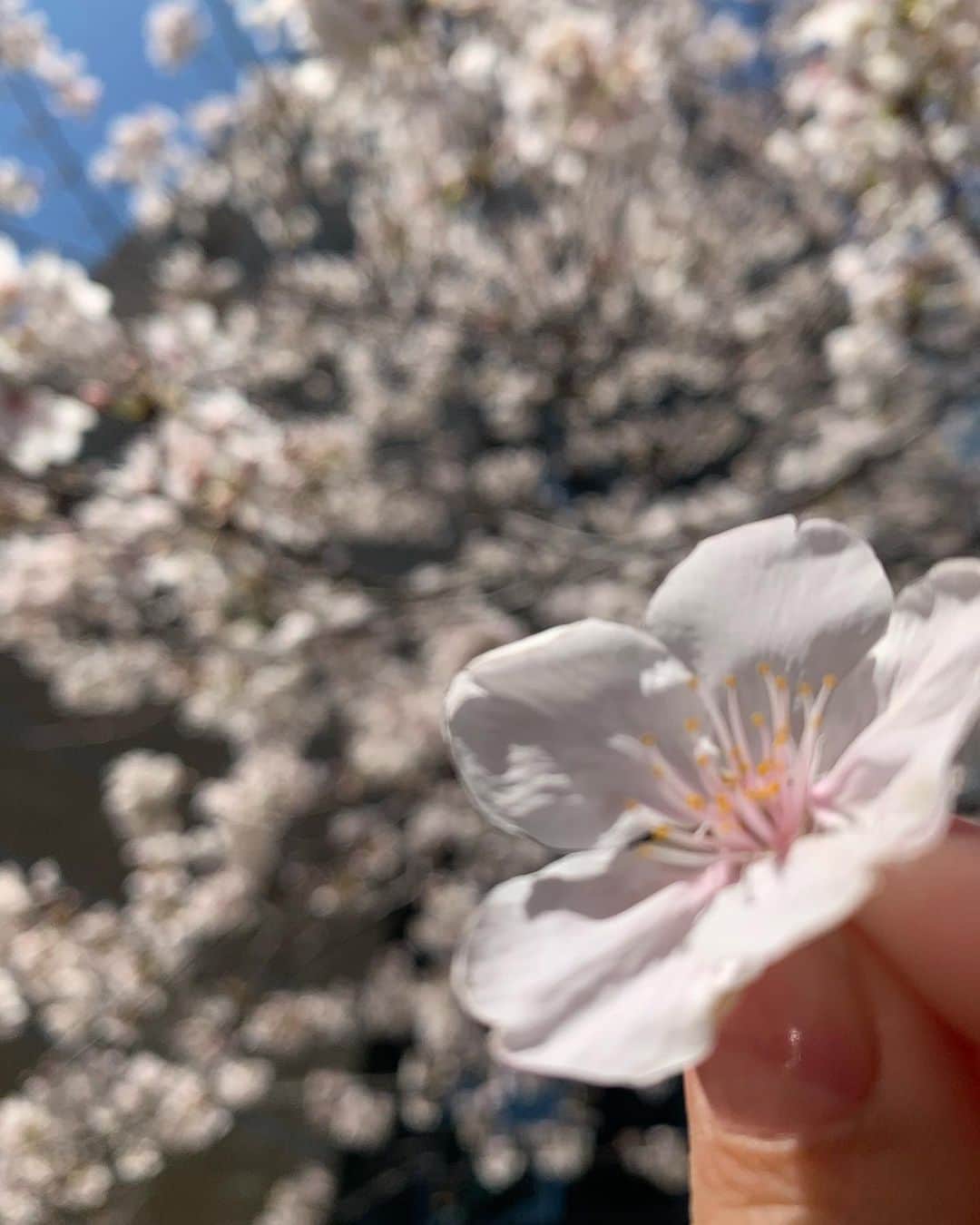秋山ゆずきのインスタグラム：「. . ぽかぽか🌸 ちょっと寒いけど 桜咲いてるから嬉しくなりますね！ . . #さくら #JAPAN #Japanese #SAKURA」