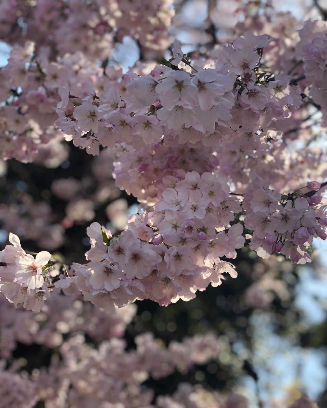 佐々木もよこさんのインスタグラム写真 - (佐々木もよこInstagram)「新宿御苑、桜きれいだった〜🌸﻿ ﻿ もう葉桜になってしまっているものも多かったけど、広くてたくさん桜の木があったので素敵な空間だった〜🥺💖✨﻿ ﻿ ただ今回はコロナウィルスを考慮してぱぱーっと見て、サクッと写真を撮って退散‼️🏃‍♀️💨﻿ ﻿ それでもきれいな桜がみれてうれしかった！💕﻿ ﻿ ﻿ ﻿ 東京も週末は不要不急の外出は自粛要請となりましたね。おでかけはしたいけど、やっぱり今はみんなが協力して我慢してコロナをやっつける！というか止めるタイミングですね。﻿ ﻿ ﻿ 本当に少しでも早く平和な日常に戻りますように。﻿ みんなも、本当に手洗いうがい、マスクエチケットなど、できることはきちんと頑張ろうね🥺🙆‍♀️❤️✨﻿ ﻿ ﻿ ﻿ ﻿ ﻿ #桜#新宿御苑#ファッション#sakura#cherryblossom #shinjuku」3月25日 21時09分 - moyoko_atom