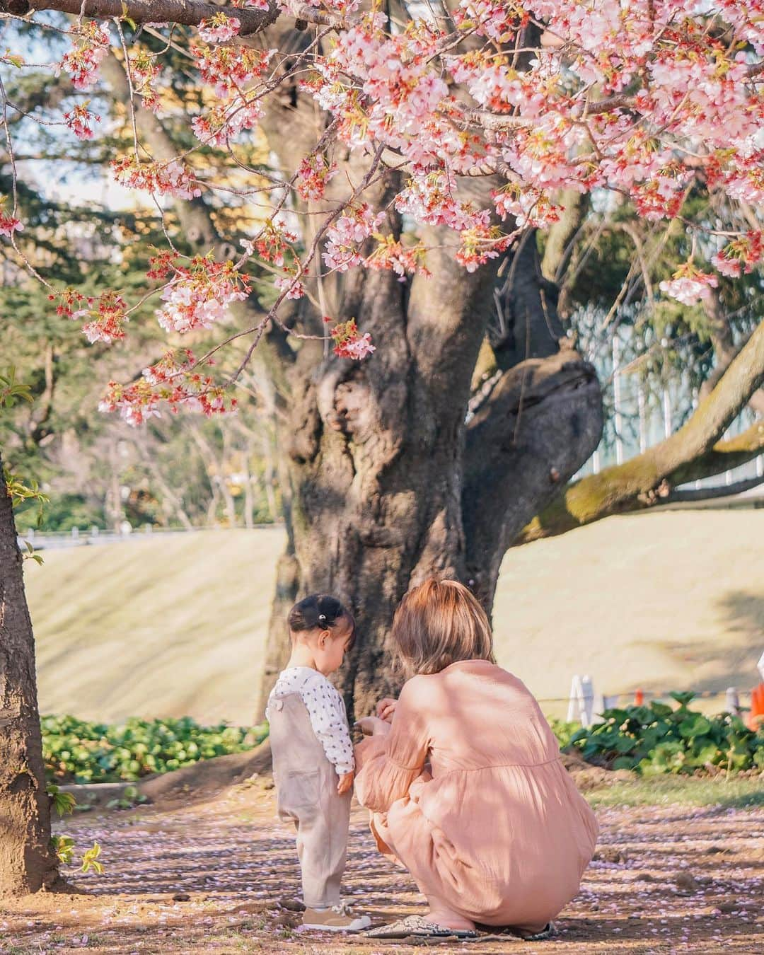 孫きょうさんのインスタグラム写真 - (孫きょうInstagram)「桜の花びら拾いに夢中🐻🌸 ﻿ ﻿ photo @sparklingmoment_non ﻿ ﻿ これ撮られてる知らなかったの。遠くから見守るように望遠で親子の自然ショットを撮ってくれてた🥰﻿ こういう自然な日常写真ってここまで綺麗に残してなかったりするから嬉しいなぁ🌸﻿ ﻿ @sparklingmoment_non が撮ってくれる撮影は節目だけじゃなく日常記録もとってもおすすめ💕﻿ ﻿ #sakura #familyphotography #familyphoto  #桜 #2歳6ヶ月 #2歳 #親子写真 #家族写真 #新宿御苑」3月25日 21時09分 - sonkyou1013