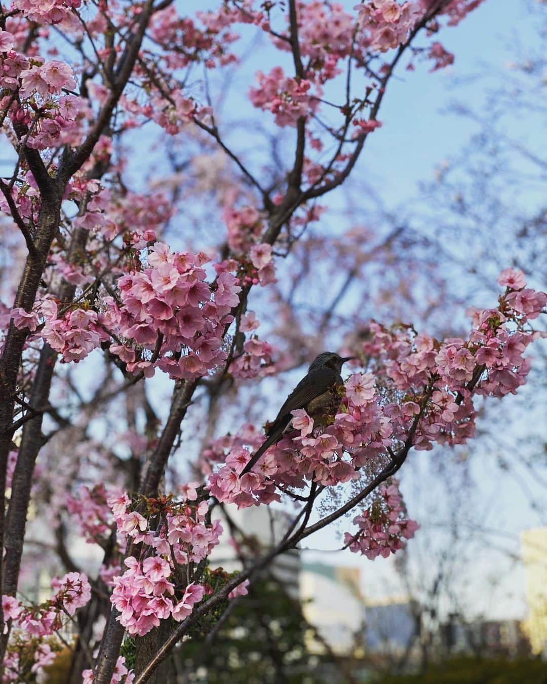 八木早希さんのインスタグラム写真 - (八木早希Instagram)「なんとか...希望を持って乗り切りましょう！  デマに翻弄されないよう信頼できる情報を。 山中伸弥先生が情報発信されています。 https://www.covid19-yamanaka.com/index.html  #blooming#hope#covid19#shinyayamanaka」3月25日 21時13分 - sakiyagi