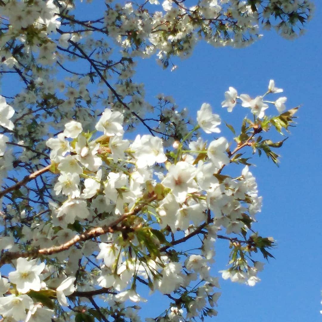 ホテルアンビエント伊豆高原さんのインスタグラム写真 - (ホテルアンビエント伊豆高原Instagram)「#桜  #伊豆高原  #花は咲く  静かな伊豆高原では早咲の桜が満開です。来週あたり桜並木が楽しみです #ホテルアンビエント伊豆高原  #セラヴィリゾート泉郷」3月25日 15時45分 - ambient.izukogen_official