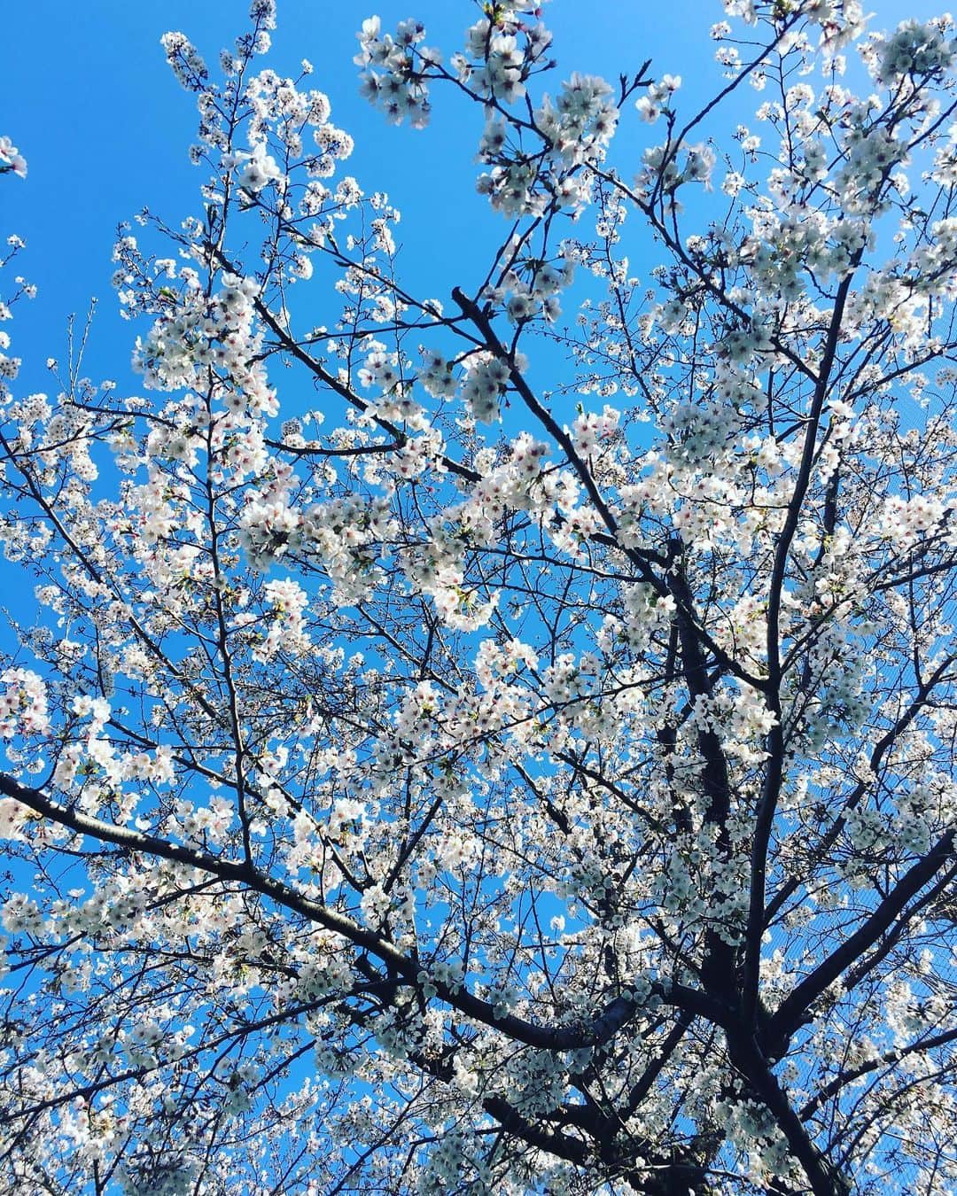 佐藤仁美さんのインスタグラム写真 - (佐藤仁美Instagram)「春ですねぇ。 #桜」3月25日 15時53分 - sato.hitomi.19791010