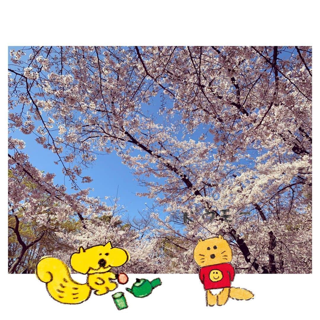 岡部麟さんのインスタグラム写真 - (岡部麟Instagram)「#桜 #🌸」3月25日 16時03分 - beristagram_1107