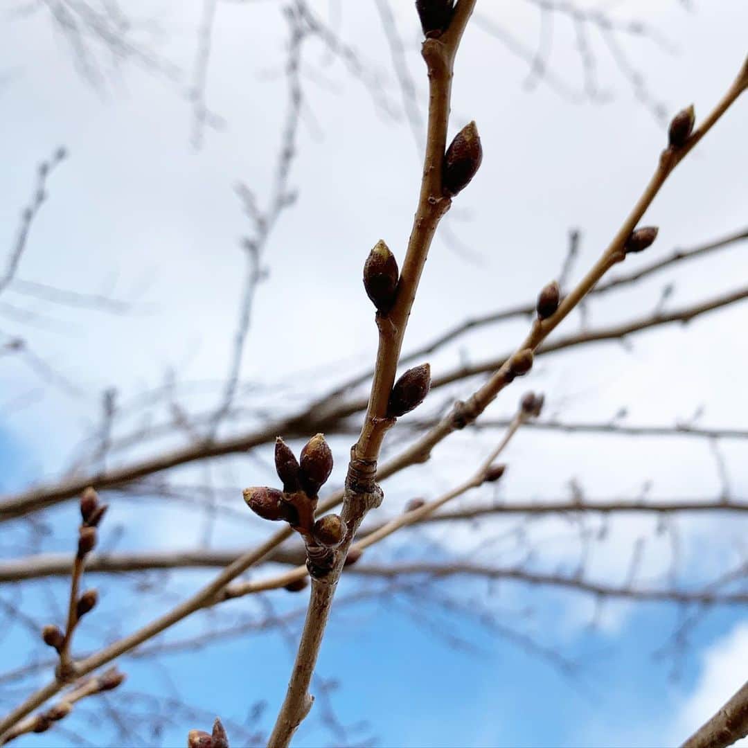まりもっこりさんのインスタグラム写真 - (まりもっこりInstagram)「ボクの桜は、まだまだ咲きそうにない  #まりもっこり  #桜🌸  #北海道 #4月下旬開花予定」3月25日 16時06分 - marimokkori2005