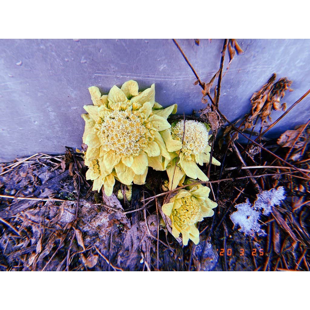 林唯衣さんのインスタグラム写真 - (林唯衣Instagram)「きちんと今年も春がやってきた〜〜〜🌱✨」3月25日 16時20分 - yui__hayashi