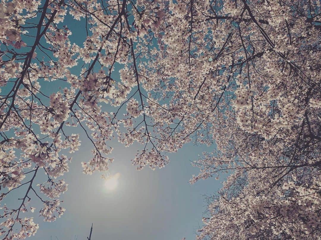 鹿野優以のインスタグラム：「桜が綺麗だった。花見ムードではないから、少しだけお裾分け。」