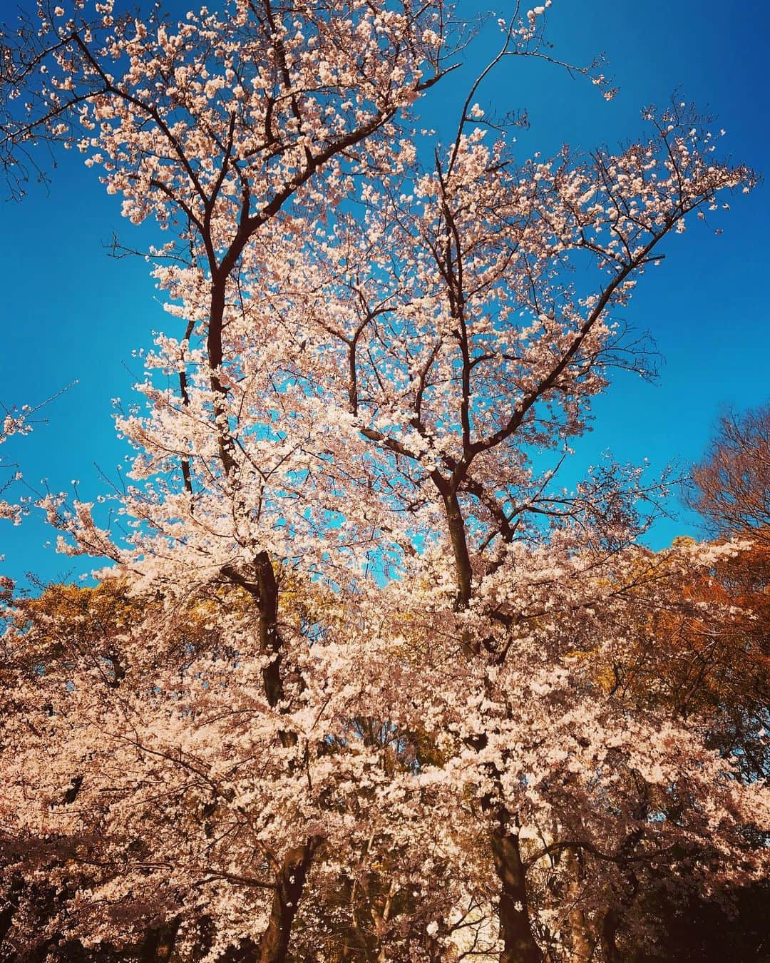 美川憲二さんのインスタグラム写真 - (美川憲二Instagram)「上野公園でお花見散歩よ〜☺️🌸🌸🌸🌸🌸😄✌️✌️ 今、丁度満開で　とっても綺麗だよ〜😍💕💕💕💕💕💕 #上野公園  #お花見散歩  #桜満開 #とっても綺麗  #美川憲一 #美川憲二 #ヒデコフランセスカ #ものまね」3月25日 17時06分 - mikawakenji