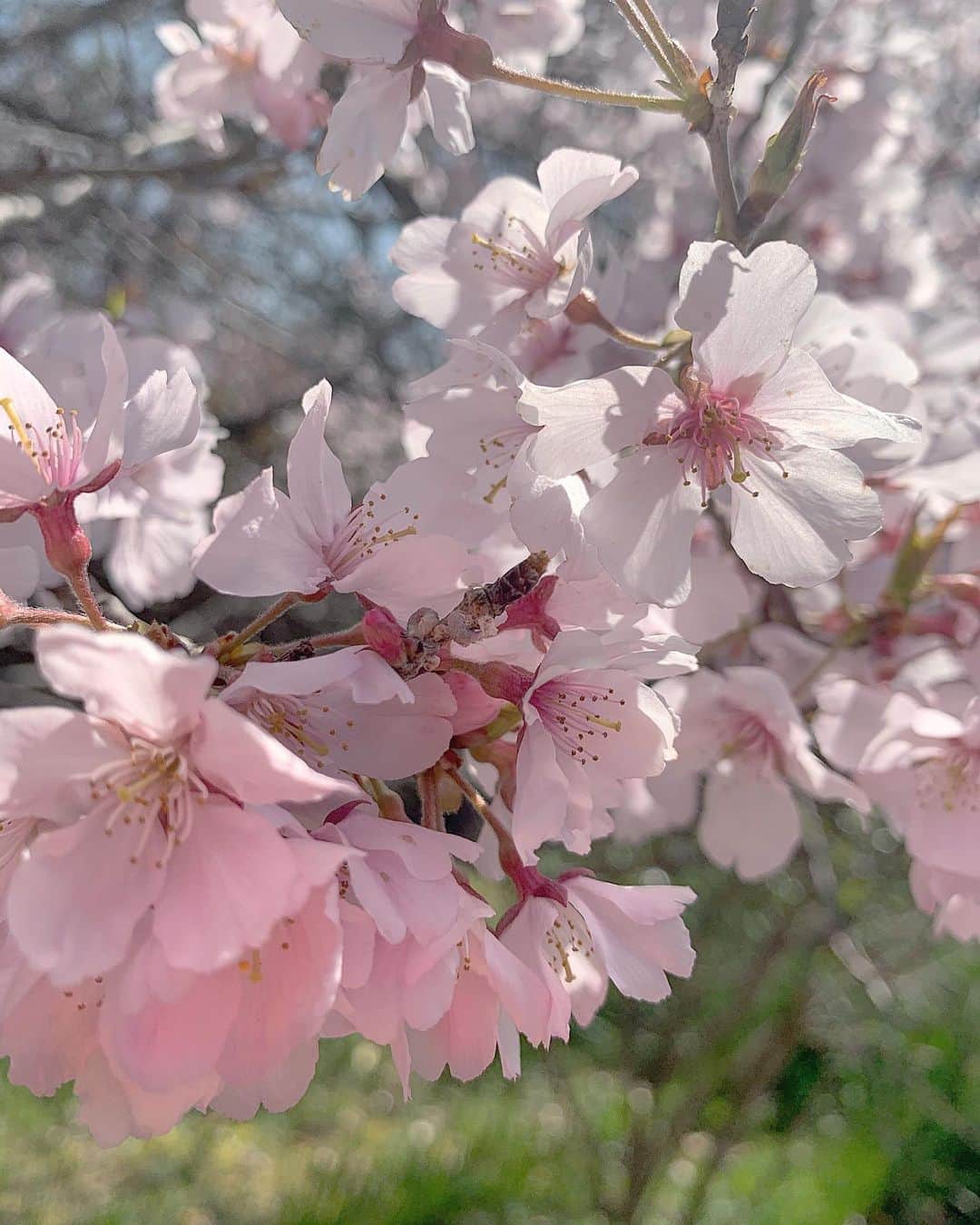 ree_mstorynさんのインスタグラム写真 - (ree_mstorynInstagram)「#cherryblossom  ヒガンザクラ ひと足お先に満開❀.*･ﾟ ・ ・ #sakura #spring #桜 #彼岸桜 #ヒガンザクラ #pink #春爛漫 #桜フォト #vsco #vscam」3月25日 17時11分 - ree_mstoryn