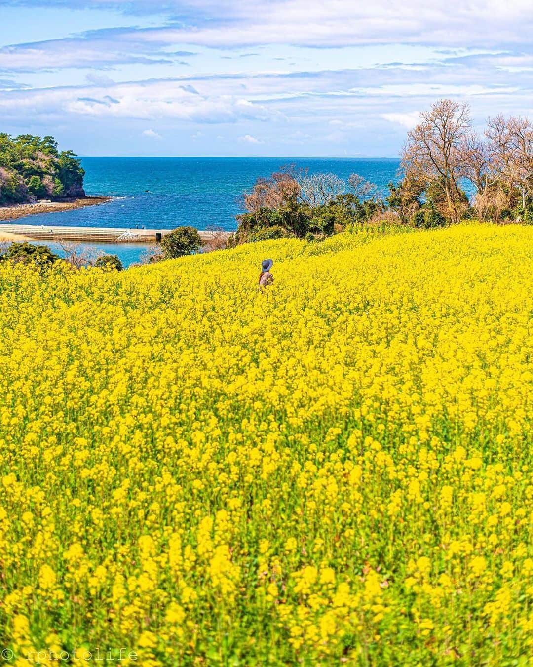 タビジョのインスタグラム：「こんばんは😊 国内旅行を楽しんでいるお写真は 「#タビジョ」とあわせて 「#tabijyomap_japan」でお待ちしてます✨ 本日はこちら💕 ＊＊＊＊＊＊ 📸@rphotolife さん 🚩大分県「長崎鼻ビーチリゾート」 一面の菜の花畑 !!!𓂃 𓈒𓏸 ❀ 𝕃𝕆ℂ𝔸𝕋𝕀𝕆ℕ▸▹豊後高田市 𝑜𝑖𝑡𝑎 / 𝑗𝑎𝑝𝑎𝑛 ＊＊＊＊＊＊ 一面の菜の花～～💐 かわいいし癒されますね～～☺️ 心が満たされる幸せの写真をありがとうございます💕💕 ＊＊＊＊＊＊ @tabi_jyo #タビジョ #タビジョと繋がりたい」