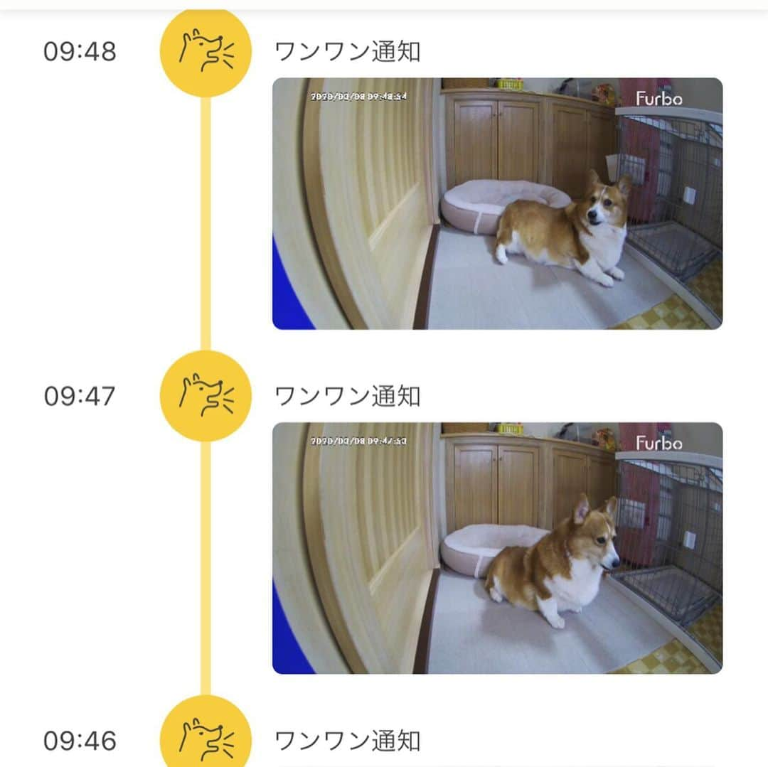 ericoさんのインスタグラム写真 - (ericoInstagram)「✩ ✩ お留守番中の愛犬の様子がわかる Furboから通知が来る ワンワン通知。。。 からの。。。ワンワン通知 #吠えてるな ということで覗くと、 彼は大抵やらかしている でもこれは彼がいつもの彼だと 安心する母なのであった😂😂 ✩ #多分ピンポン鳴った #訪問者に興奮するタイプ #応対しようと部屋から脱走する #いや応戦か 😂 #俺はやるぜ ✩ @furbo_japan Spring Sale開催中✨ クーポンコードを使うとセール価格より 更に1,000円OFFに！ クーポンコード『erico』だよ！ 詳しくはプロフィールのURLをチェック #furbo #ファーボ #ドッグカメラ #PR ✩ #荒ぶる力丸くん  #それいけ力丸くん #コーギー  #犬のいる暮らし#pembrokewelshcorgi  #corgistagram #barked #myfavcorgi #buzzfeed #corgisofinstagram  #dailyfluff #9gag」3月25日 17時29分 - ericobear