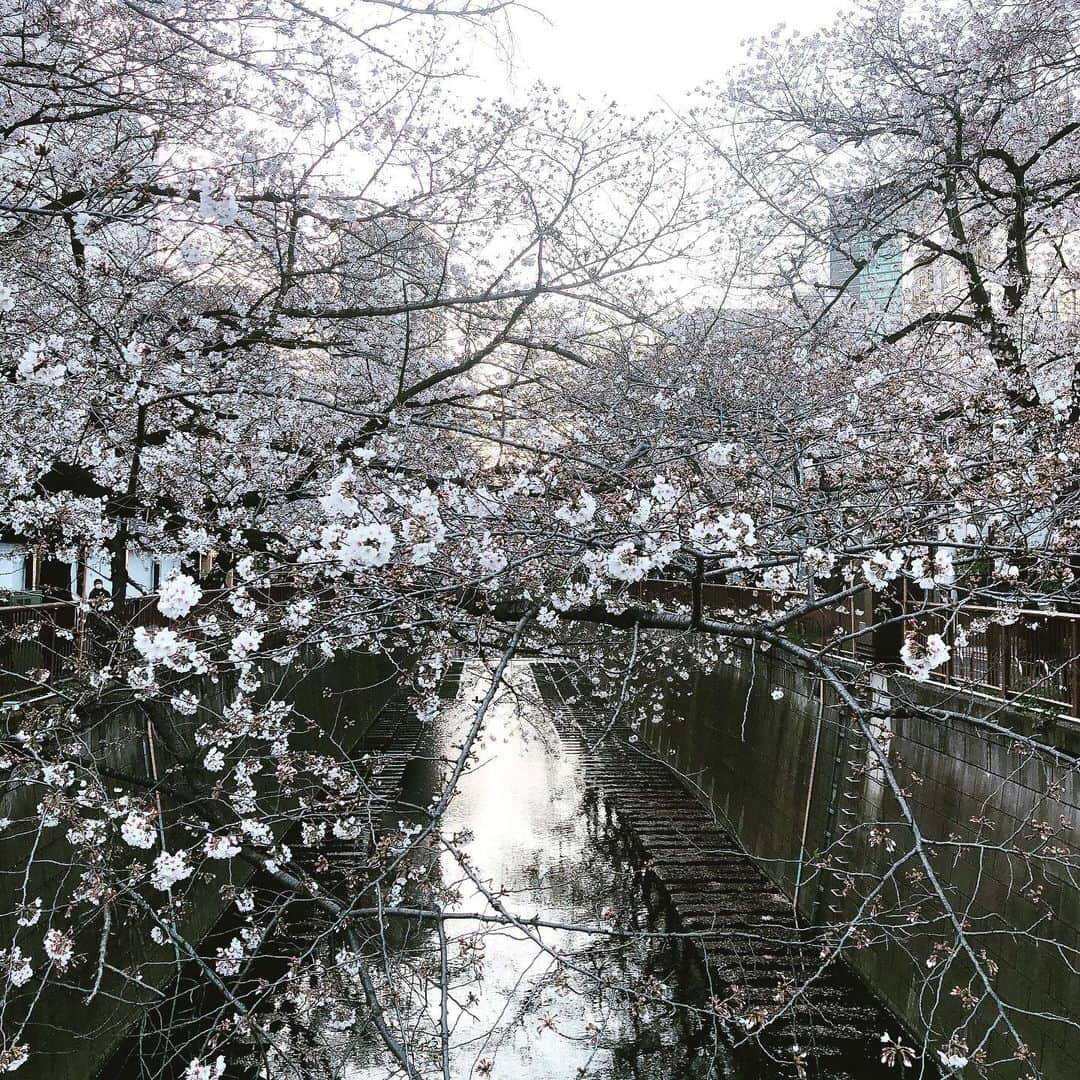 田中マヤさんのインスタグラム写真 - (田中マヤInstagram)「お仕事終わりに中目黒の桜を見ながら散歩🌸 もう少しで満開だけど、 週末は雨予報☔️😭 ・ #桜 #散歩 #instagood #instafashion #fashion #マルジェラ #beauty #love #셀스타그램 #셀피 #셀카 #일상 #데일리 #뷰티 #미용 #좋아요 #벗꽃」3月25日 17時43分 - tanakamaya__official