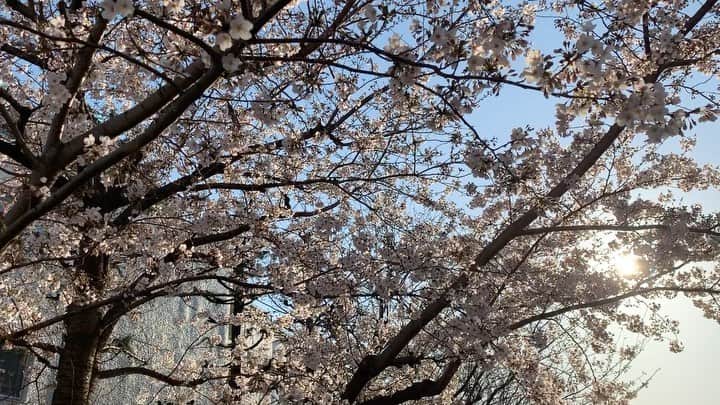 三浦サリーのインスタグラム：「. 夕方に差し掛かる頃の🌸 . #桜　#sakura #加工なし」