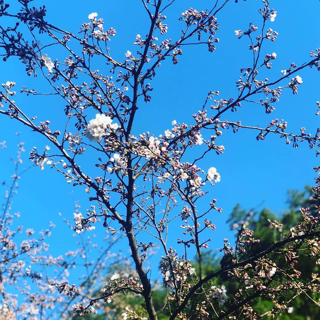 ひうらさとるさんのインスタグラム写真 - (ひうらさとるInstagram)「幸い、家からお花見出来る環境なのでアップしていきますね。 #cherryblossom  #socialdistance」3月25日 17時51分 - marikosatoru