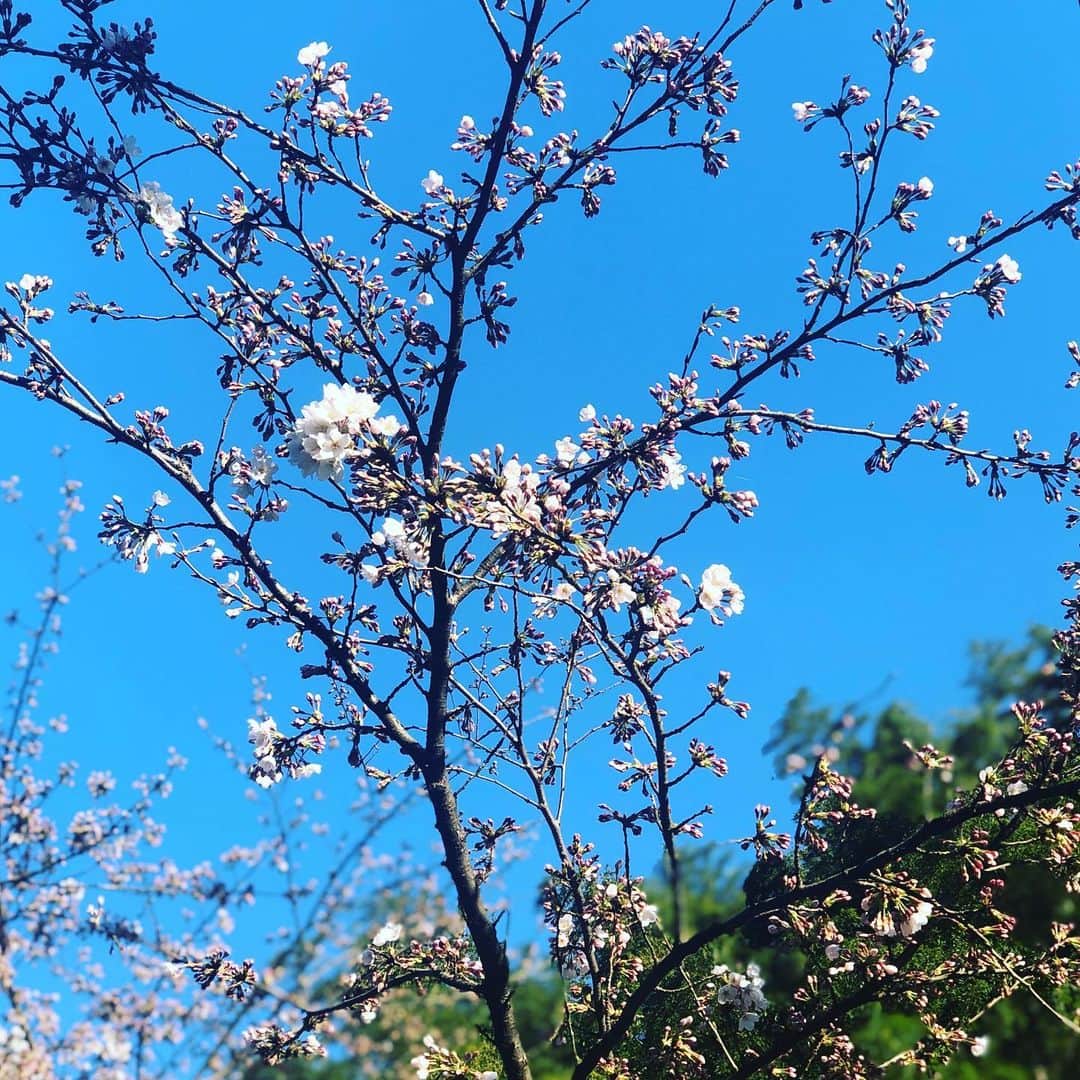 ひうらさとるのインスタグラム：「幸い、家からお花見出来る環境なのでアップしていきますね。 #cherryblossom  #socialdistance」