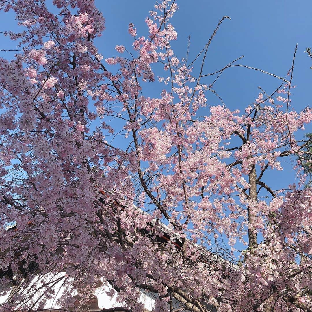 未来蕗のインスタグラム：「🌸🤍 Kyoto #未来蕗trip」