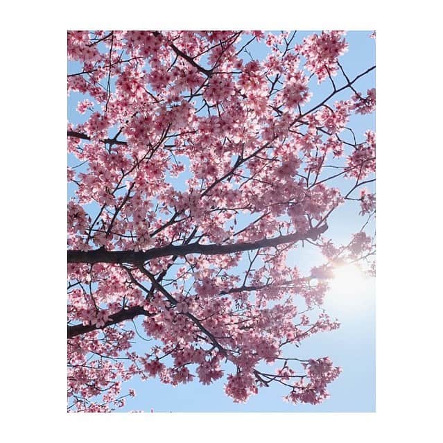 長沢美月さんのインスタグラム写真 - (長沢美月Instagram)「桜はやっぱり綺麗🌸✨ #ついつい撮っちゃう #sakura #桜 #ブログ更新しました」3月25日 18時03分 - _mizuki_0212