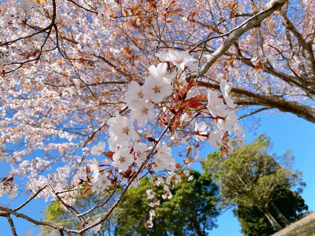 清水玲さんのインスタグラム写真 - (清水玲Instagram)「・ ・  県内も桜の開花が発表されましたね🌸 ・  そんな今日は MRTラジオ『みんなでゴルフコンペ』に行ってきました☺️ ・ ・  ゴルフ場では、プレーはもちろん 辺りの景色まで楽しめる季節になりましたね⛳️ ・ ・  今回も沢山の方にご参加頂きました！！ 回を重ねるごとに皆さんに覚えて頂いて、 皆さんとのお喋りの時間が毎回楽しいです🥰  参加してくださった皆さま 今日一日ありがとうございました☺️✨ （私の写真は先日ゴルフに行った時のものです） ・ ・ ・  #宮崎#宮崎放送#mrt#アナウンサー #ラジオ#mrtラジオ#みんなでゴルフコンペ #ゴルフ#コンペ#ゴルフ女子#🏌️‍♀️」3月25日 18時23分 - mrt.shimizu