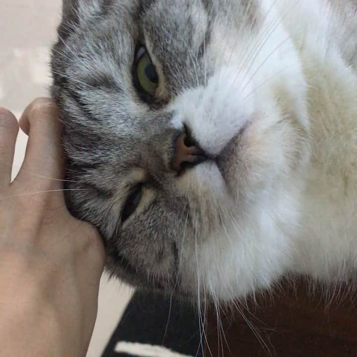 KATSUOのインスタグラム：「#cat #catstagram #catsofinstagram #猫のいる暮らし #instacat #cutecat #katsuo」