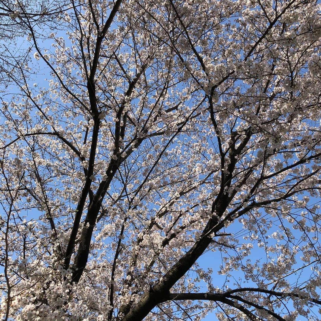 中野佑美さんのインスタグラム写真 - (中野佑美Instagram)「. . お家で花見🌸😊 . . 近くの川沿いはまだ三分咲き🌸 . . #お花見  #今年は外出自粛 #お家の桜も綺麗に咲いてます」3月25日 18時25分 - yumi.coconutsu