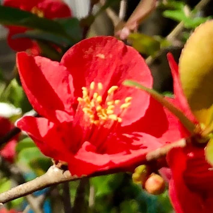 中野佑美のインスタグラム：「. . お家で花見🌸😊 . . 近くの川沿いはまだ三分咲き🌸 . . #お花見  #今年は外出自粛 #お家の桜も綺麗に咲いてます」