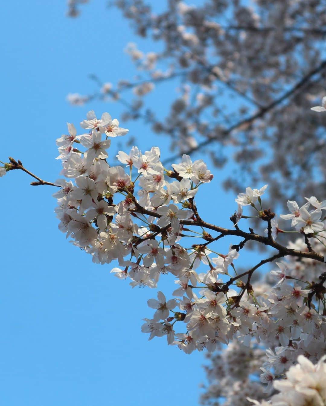 machi28777さんのインスタグラム写真 - (machi28777Instagram)「今年は母と見れた桜🌸﻿ ﻿ 去年の今頃は…桜に気持ちが向かない日々が続いて気づいたら夏が終わっていた、そんな感覚。﻿ ﻿ 今年は母、父、そして娘とゆっくり歩きながら桜を見れたことに感謝✨﻿ ﻿ 今週末がピークなのかもしれません^ ^﻿ 桜は強く美しく変わらぬ姿で存在してました✨﻿ ﻿ 私達も頑張ろう💖﻿ ・ ・  #ootd #fashion #machibasic #アラフォーコーデ #スニーカー #桜 ﻿ #カジュアルコーデ ﻿ ﻿ ﻿ ﻿」3月25日 18時27分 - machi28777_