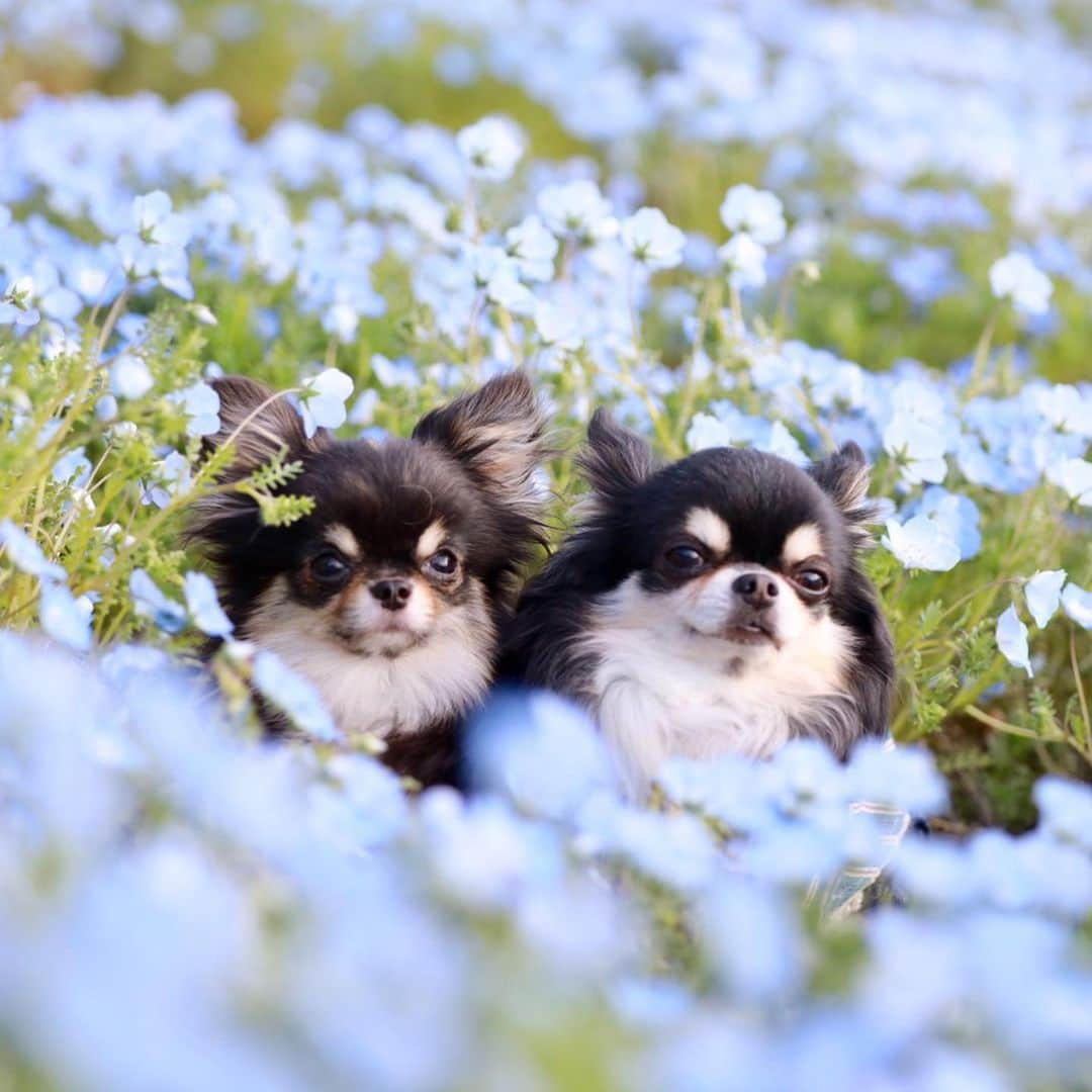 あゆさんのインスタグラム写真 - (あゆInstagram)「@roi70 ちゃん💖 とお出かけ😁❤️✨私は @blumen.chihuahuaさん連れて😃💖✨ この日は☀️暖かったし めちゃ楽しかった〜😃💖✨ スワイプして見てね👉😊❤️ #春を感じられた#仲良しチワワ#可愛いブース #ランチ美味しかった#居心地の良いカフェ #ネモフィラ#初でした#嬉しかった#可愛い#オセロ#ええ感じ#可愛い自転車#🚴‍♀️#上手乗れる ※ ※ #チワワ大好き#チワワオンリー #チワワなしでは生きていけません会#チワワのいる暮らし#チワワ多頭飼い#チワワ部#いんすたちわわ#ロングチワワ#癒しチワワ#親バカ#chihuahua#チワワラブ ※ ※ 皆様お元気されてますか❓ コロナ早く終息してほしいですねーー🙏志村けんさん個人的に好きです😊💖ドリフ世代で、 8時だよ！全員集合💖毎週楽しみにしてました😃💖まだまだ70歳…😊✨早く快復されて、 また元気になって📺戻ってきて下さい🙏😊💖 早く元通りの平穏な日常に、 戻りますよーに😊✨✨ #志村けん#負けるな#8時だよ全員集合#志村けん加藤茶コンビ ※ ※ いつも皆様見に来て頂き、 ありがとうございます😃💖✨ ピノン ミュウ リアン （＠roi70 ちゃんアズくん） 2020 3 25」3月25日 18時38分 - ayu_19990328