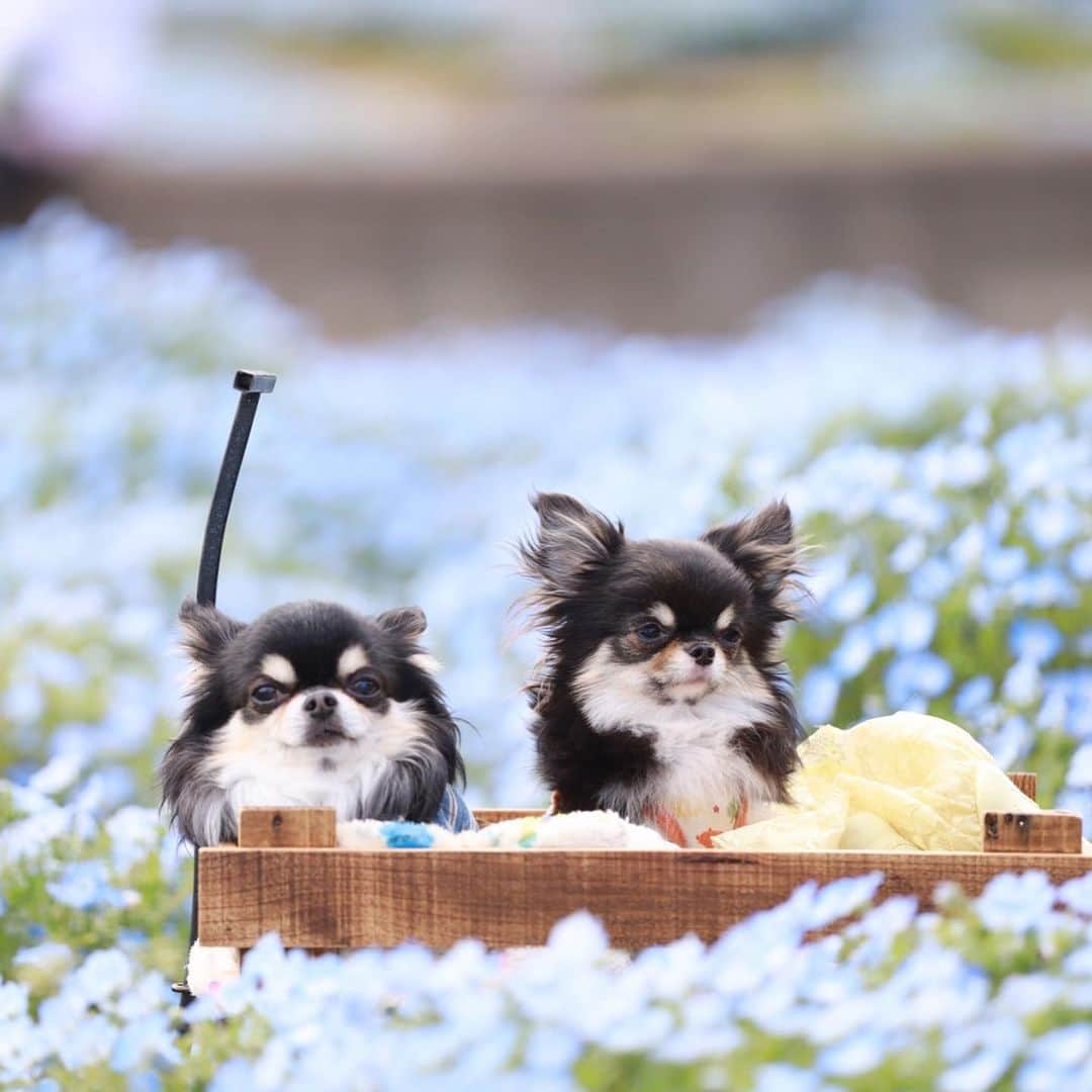 あゆさんのインスタグラム写真 - (あゆInstagram)「@roi70 ちゃん💖 とお出かけ😁❤️✨私は @blumen.chihuahuaさん連れて😃💖✨ この日は☀️暖かったし めちゃ楽しかった〜😃💖✨ スワイプして見てね👉😊❤️ #春を感じられた#仲良しチワワ#可愛いブース #ランチ美味しかった#居心地の良いカフェ #ネモフィラ#初でした#嬉しかった#可愛い#オセロ#ええ感じ#可愛い自転車#🚴‍♀️#上手乗れる ※ ※ #チワワ大好き#チワワオンリー #チワワなしでは生きていけません会#チワワのいる暮らし#チワワ多頭飼い#チワワ部#いんすたちわわ#ロングチワワ#癒しチワワ#親バカ#chihuahua#チワワラブ ※ ※ 皆様お元気されてますか❓ コロナ早く終息してほしいですねーー🙏志村けんさん個人的に好きです😊💖ドリフ世代で、 8時だよ！全員集合💖毎週楽しみにしてました😃💖まだまだ70歳…😊✨早く快復されて、 また元気になって📺戻ってきて下さい🙏😊💖 早く元通りの平穏な日常に、 戻りますよーに😊✨✨ #志村けん#負けるな#8時だよ全員集合#志村けん加藤茶コンビ ※ ※ いつも皆様見に来て頂き、 ありがとうございます😃💖✨ ピノン ミュウ リアン （＠roi70 ちゃんアズくん） 2020 3 25」3月25日 18時38分 - ayu_19990328