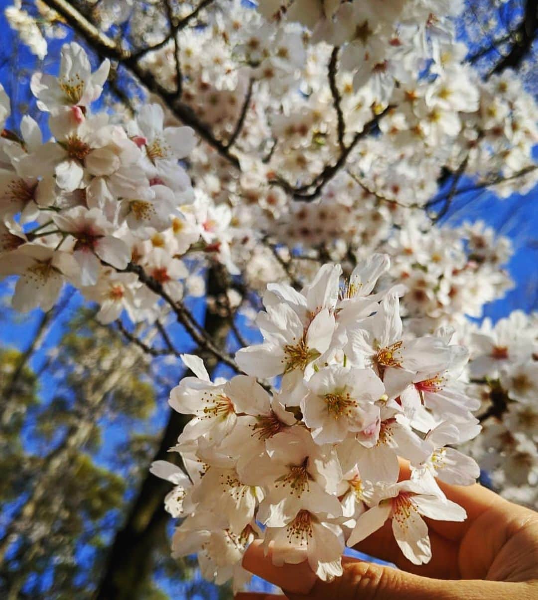 荒木さやかさんのインスタグラム写真 - (荒木さやかInstagram)「" japanese SAKURA🌸 #japanese #SAKURA #CherryBlossom」3月25日 18時38分 - araki_sayaka