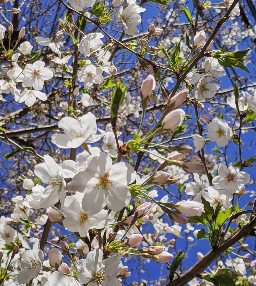 荒木さやかさんのインスタグラム写真 - (荒木さやかInstagram)「" japanese SAKURA🌸 #japanese #SAKURA #CherryBlossom」3月25日 18時38分 - araki_sayaka