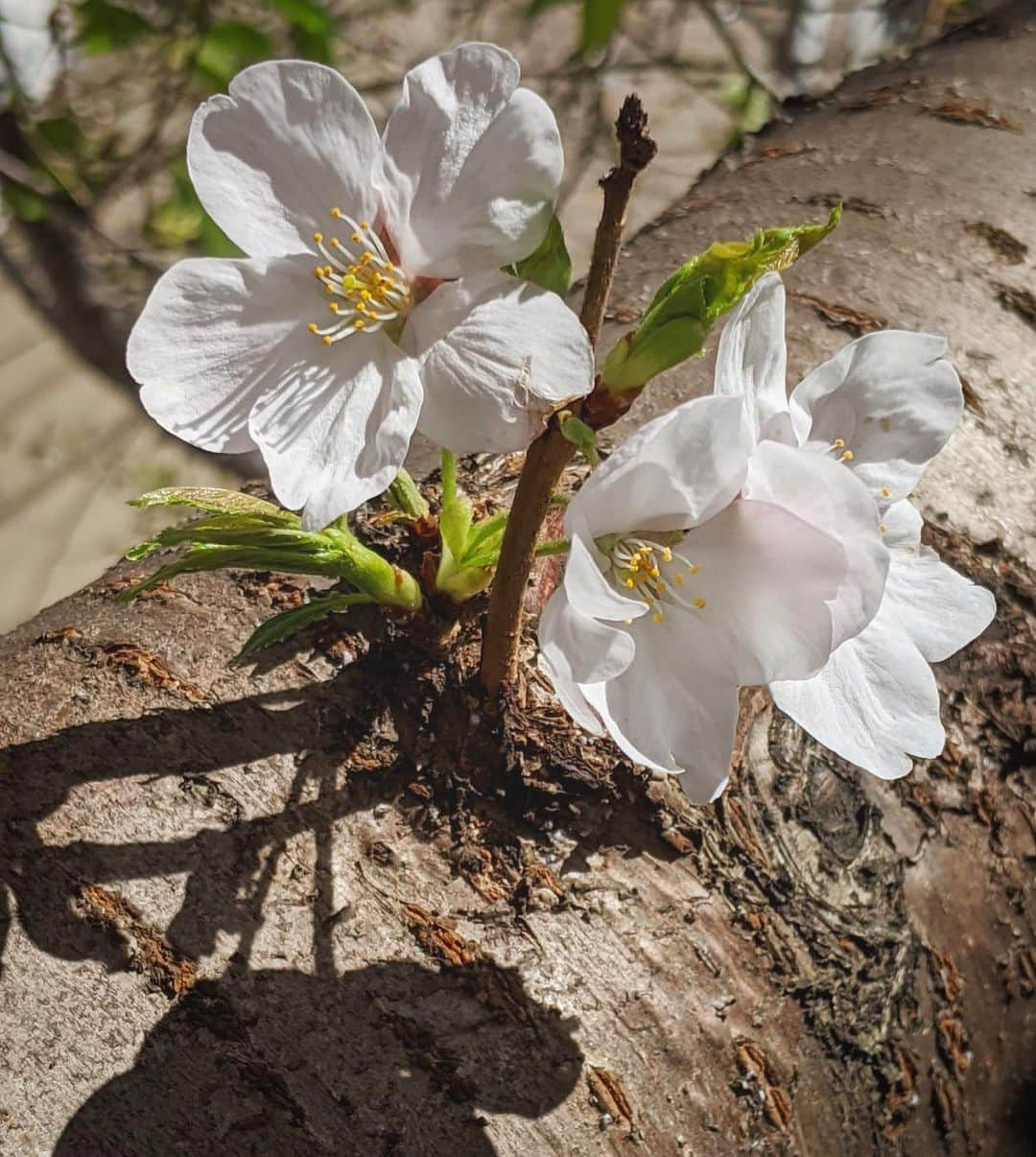 荒木さやかさんのインスタグラム写真 - (荒木さやかInstagram)「" japanese SAKURA🌸 #japanese #SAKURA #CherryBlossom」3月25日 18時38分 - araki_sayaka