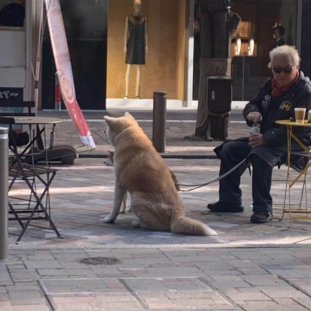 SENNA - セナさんのインスタグラム写真 - (SENNA - セナInstagram)3月25日 18時41分 - tokyodogslife